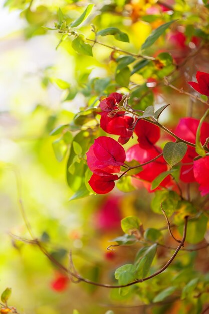 Planta de flores rosadas