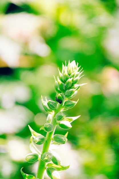 Foto gratuita planta con un fondo natural borroso