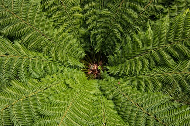 Planta de helecho verde