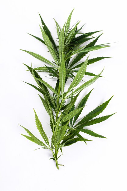 Planta de hoja de cannabis