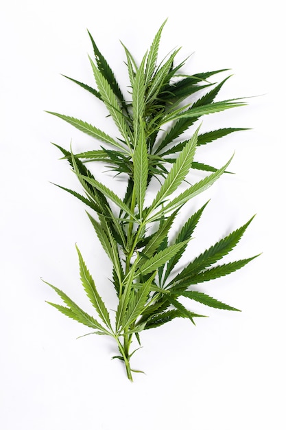 Planta de hoja de cannabis