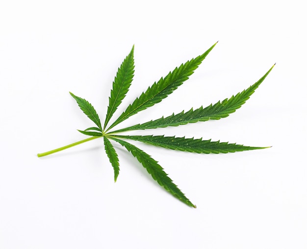 Planta de hoja de cannabis