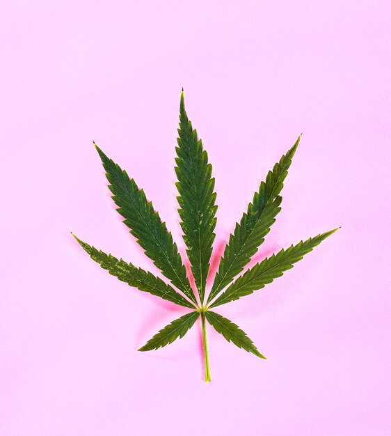 Planta de hoja de cannabis