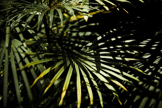 Planta de hoja perenne tropical exótica en la luz del sol