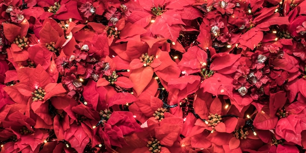 Planta con hojas rojas