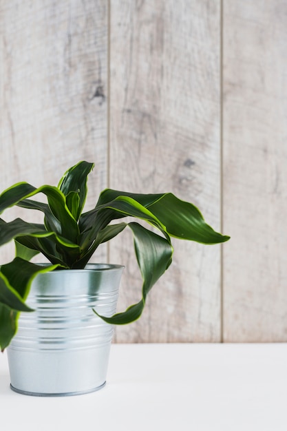 Planta de hojas verdes rizadas en el contenedor de aluminio contra la pared de madera