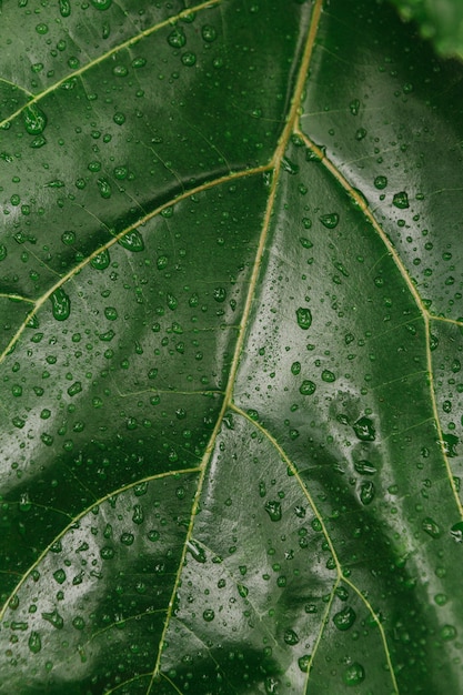 Planta de hojas verdes