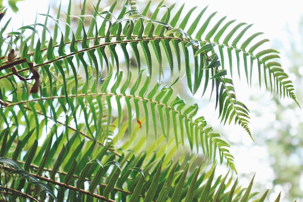 Planta de hojas verdes