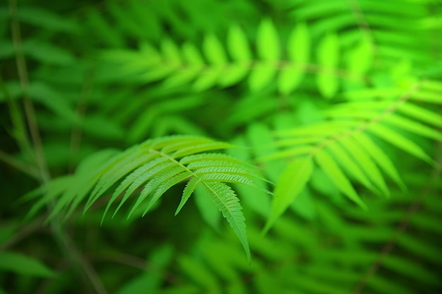 Planta con hojas verdes