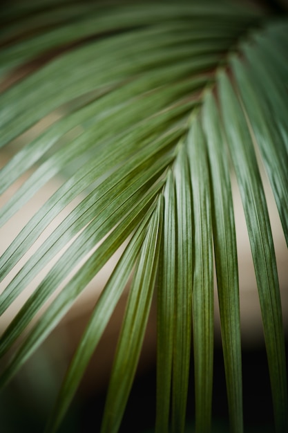 Planta de hojas verdes