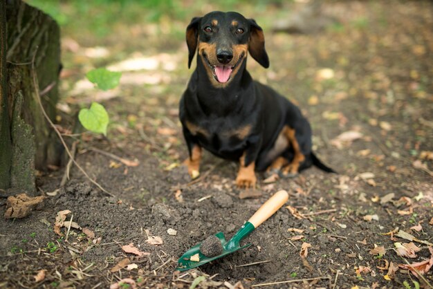 Planta de hongos trufados y perro adiestrado felices por encontrar trufas caras en el bosque