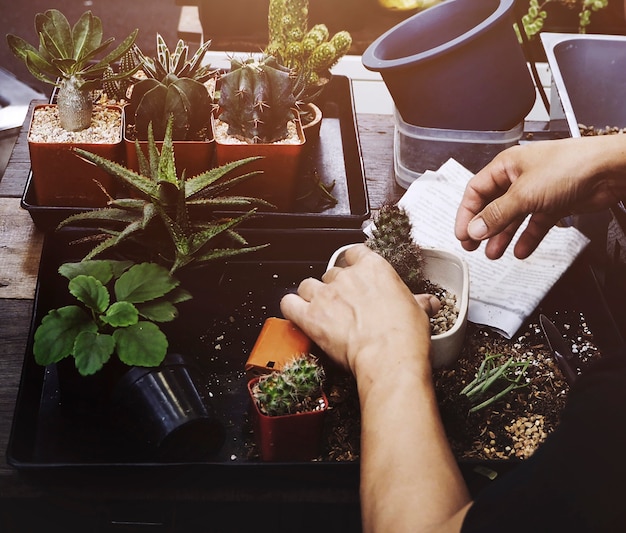 Foto gratuita planta de interior de hombre en la jardinería de mesa