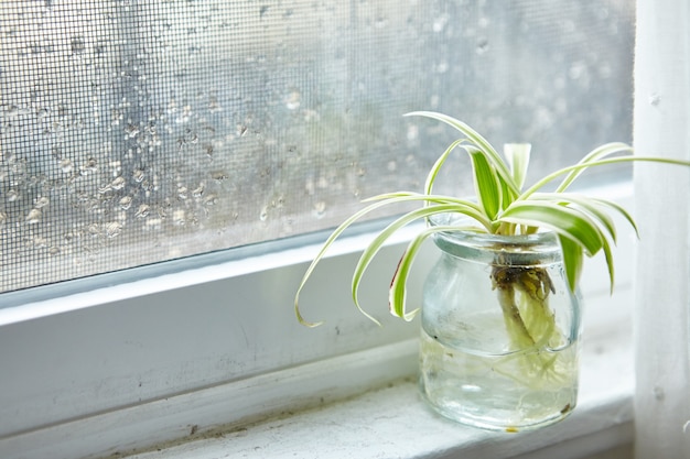 Planta de interior verde en un frasco de vidrio en el alféizar de una ventana en un día lluvioso