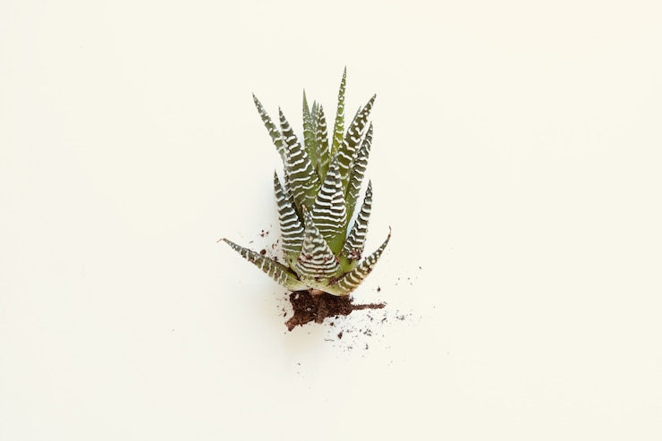 Foto gratuito planta de interior verde