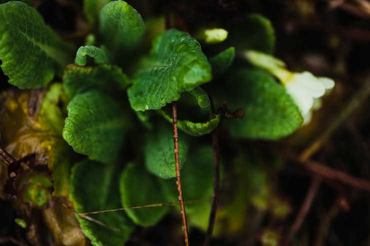 Foto gratuito planta en el jardín