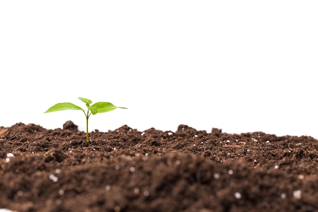 Planta joven aislado en blanco