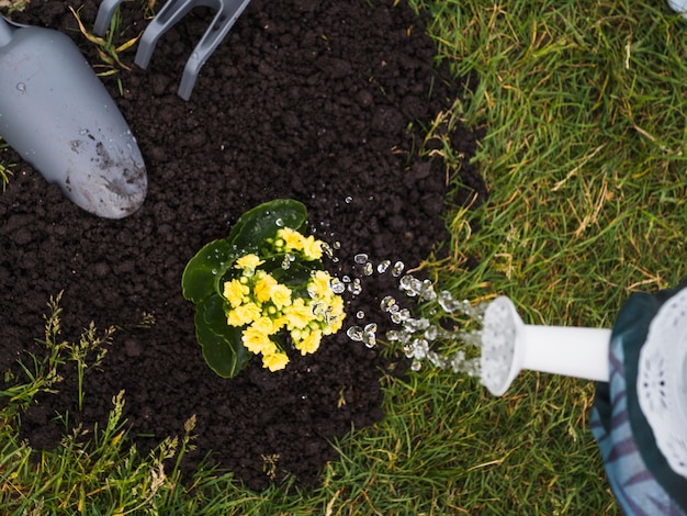 Foto gratuita planta joven regada de una regadera