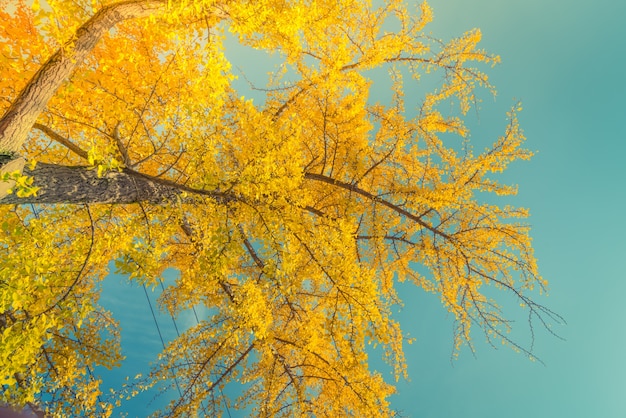 Foto gratuita planta de luz solar deja arte de la belleza