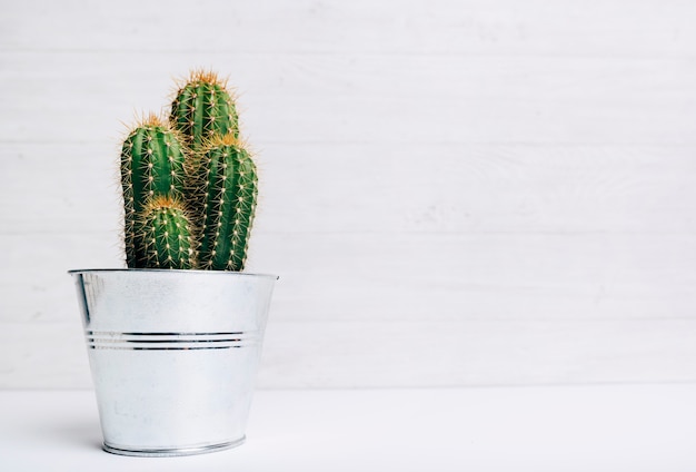 Foto gratuita planta de maceta de cactus sobre fondo de madera