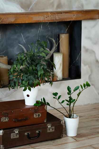 Planta en maceta en el diseño de la habitación con maletas.