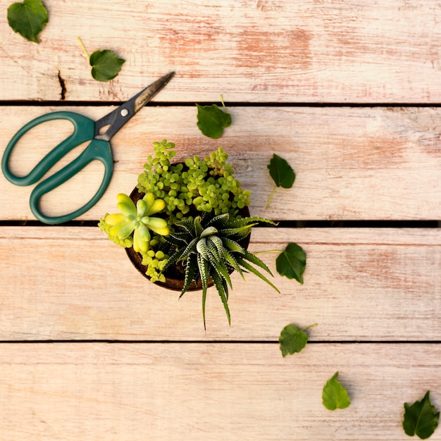 Foto gratuita planta en maceta junto a tijeras en mesa de madera