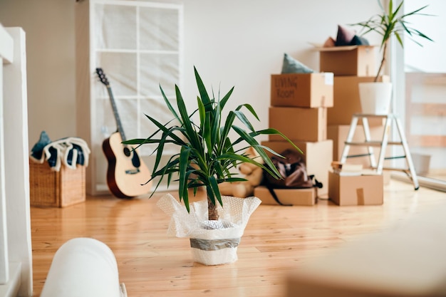 Planta en maceta en el piso de un nuevo hogar