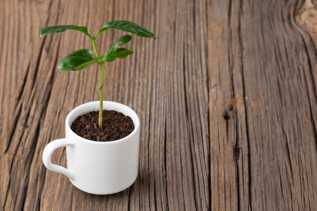 Foto gratuita planta en maceta sobre fondo de madera