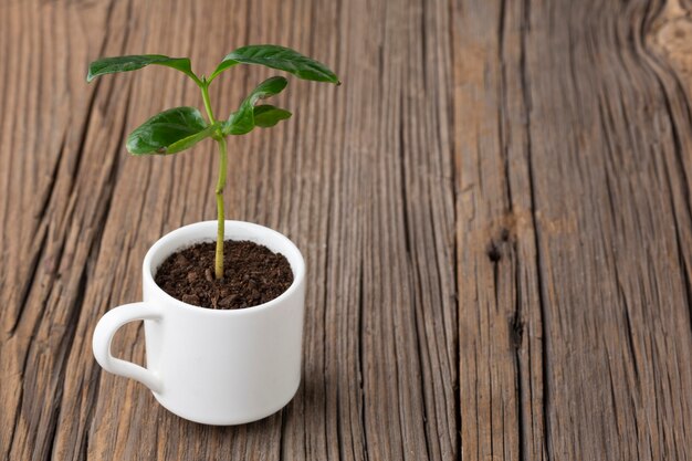 Planta en maceta sobre fondo de madera