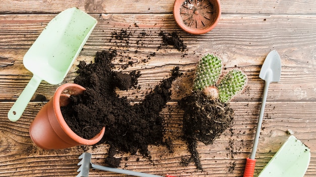 Planta en maceta con suelo derramado; Planta de cactus y herramientas de jardinería en mesa de madera.