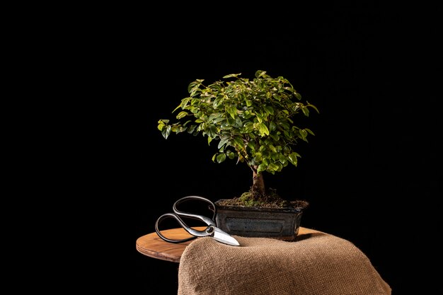 Planta en maceta y tijeras en arreglo de mesa.