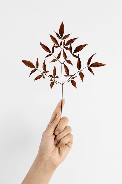 Planta mínima abstracta con hojas rojas que ayudan en la mano