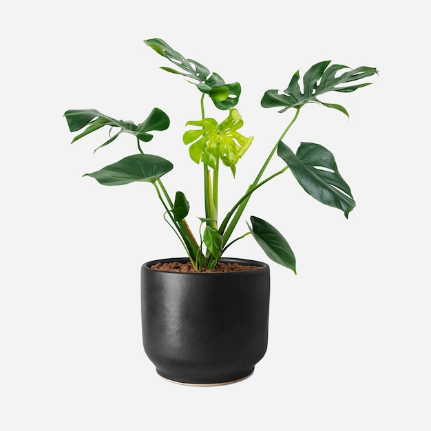 Planta monstera en una maceta negra