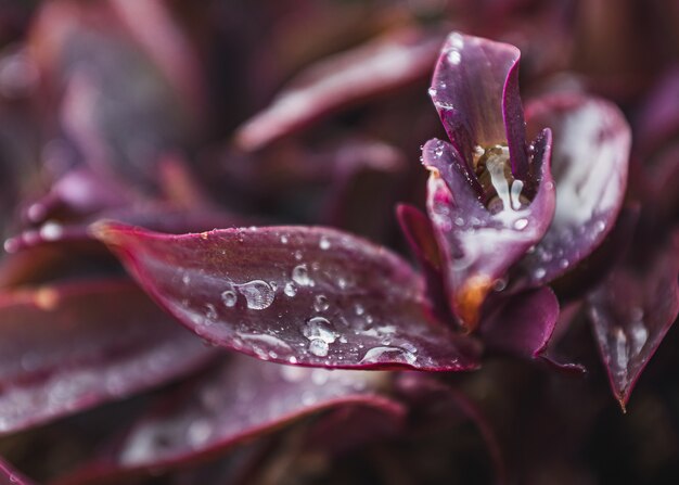 Planta morada con gotas de agua sobre las hojas.