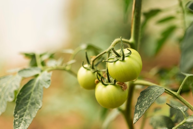 Planta orgánica con tomates verdes