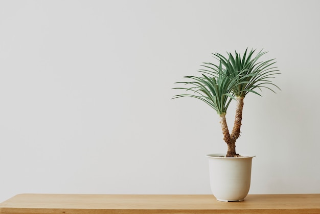 Planta de palmera de agave sobre fondo gris