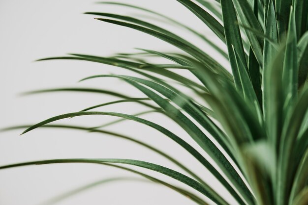 Planta de palmera de agave sobre fondo gris