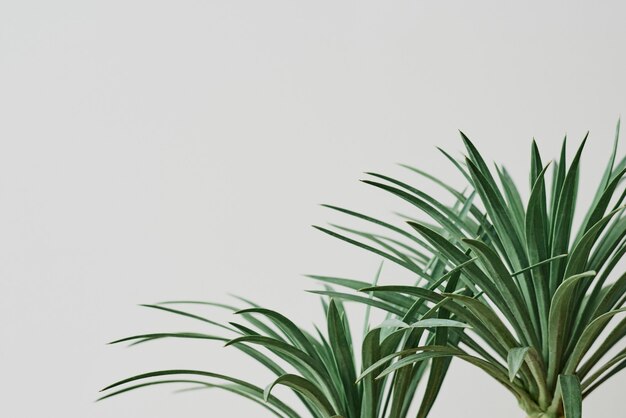 Foto gratuita planta de palmera de agave sobre fondo gris