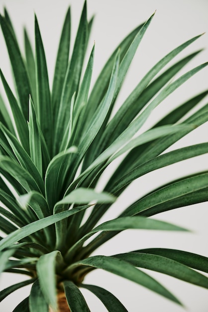 Planta de palmera de agave sobre fondo gris