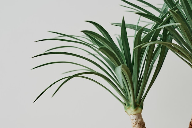 Foto gratuita planta de palmera de agave sobre fondo gris