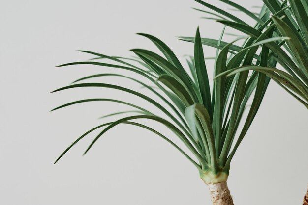 Planta de palmera de agave sobre fondo gris