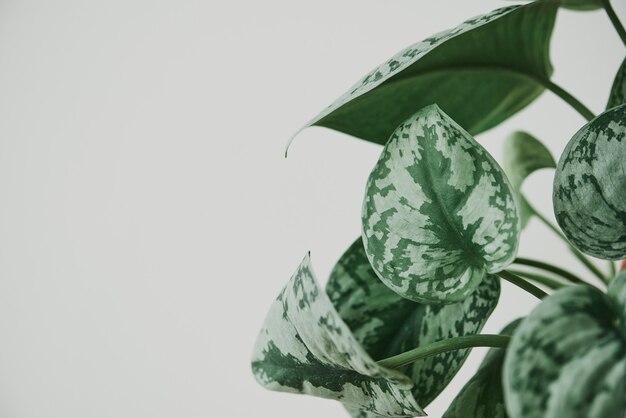 Planta de peperomia de sandía falsa sobre fondo gris claro