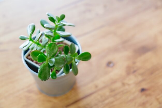 Planta pequeña en una maceta metálica