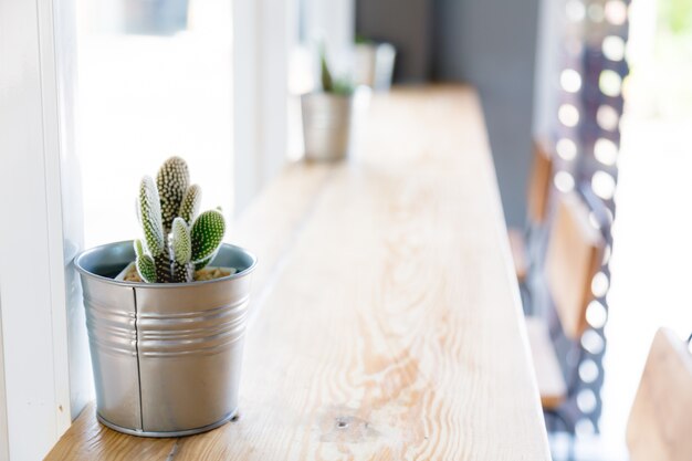 Planta pequeña en una maceta metálica