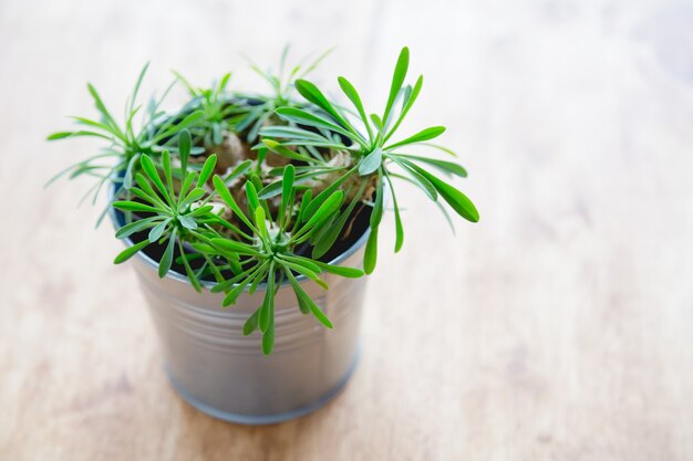 Planta pequeña en una maceta metálica