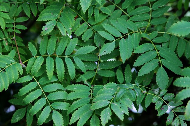 planta con pequeñas hojas verdes que crecen en un bosque sereno