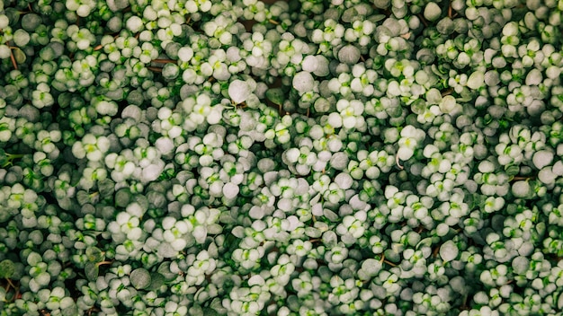 Foto gratuita planta de pequeñas hojas verdes para el telón de fondo.