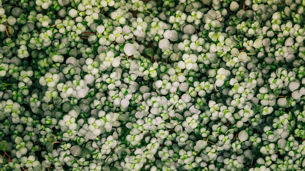 Planta de pequeñas hojas verdes para el telón de fondo.