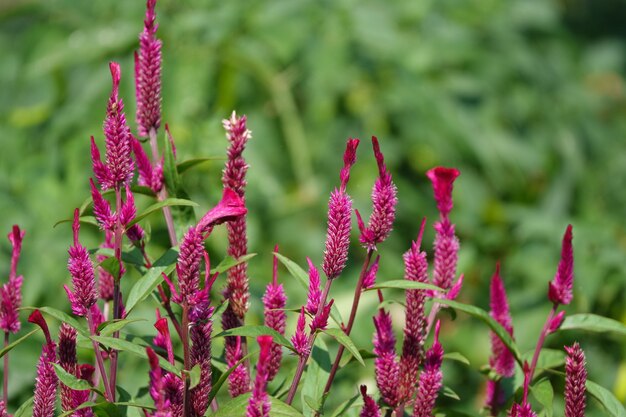 Planta con pequeños pétalos lilas