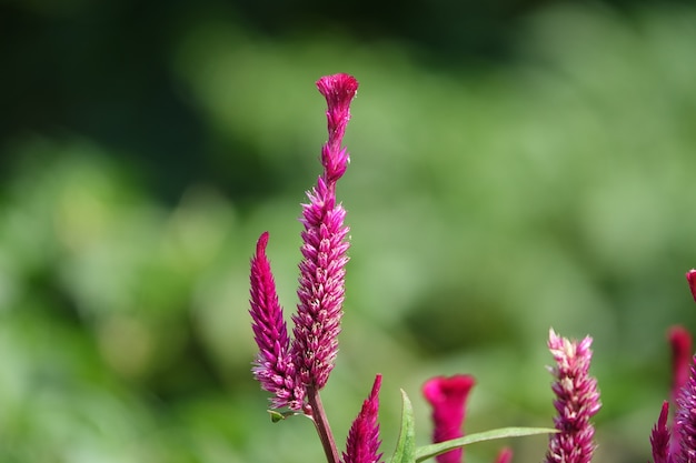 Planta con pequeños pétalos lilas