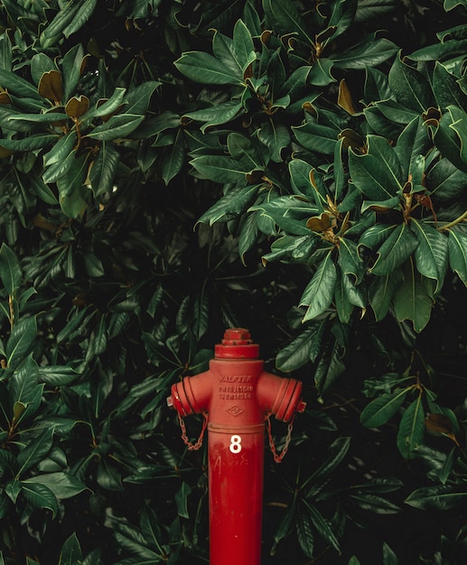 Planta y pipa roja